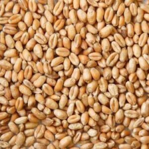 Wheat