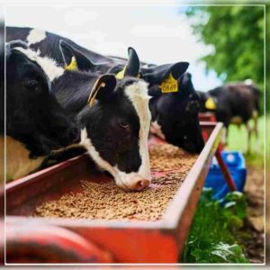 Animal Feed